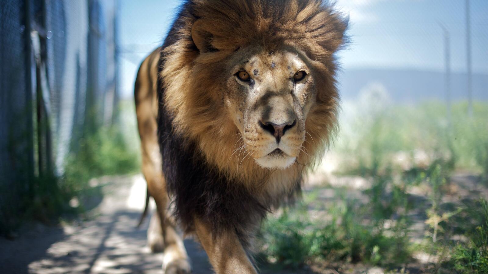 免费照片一头美丽的狮子披着浓密的鬃毛追逐猎物。