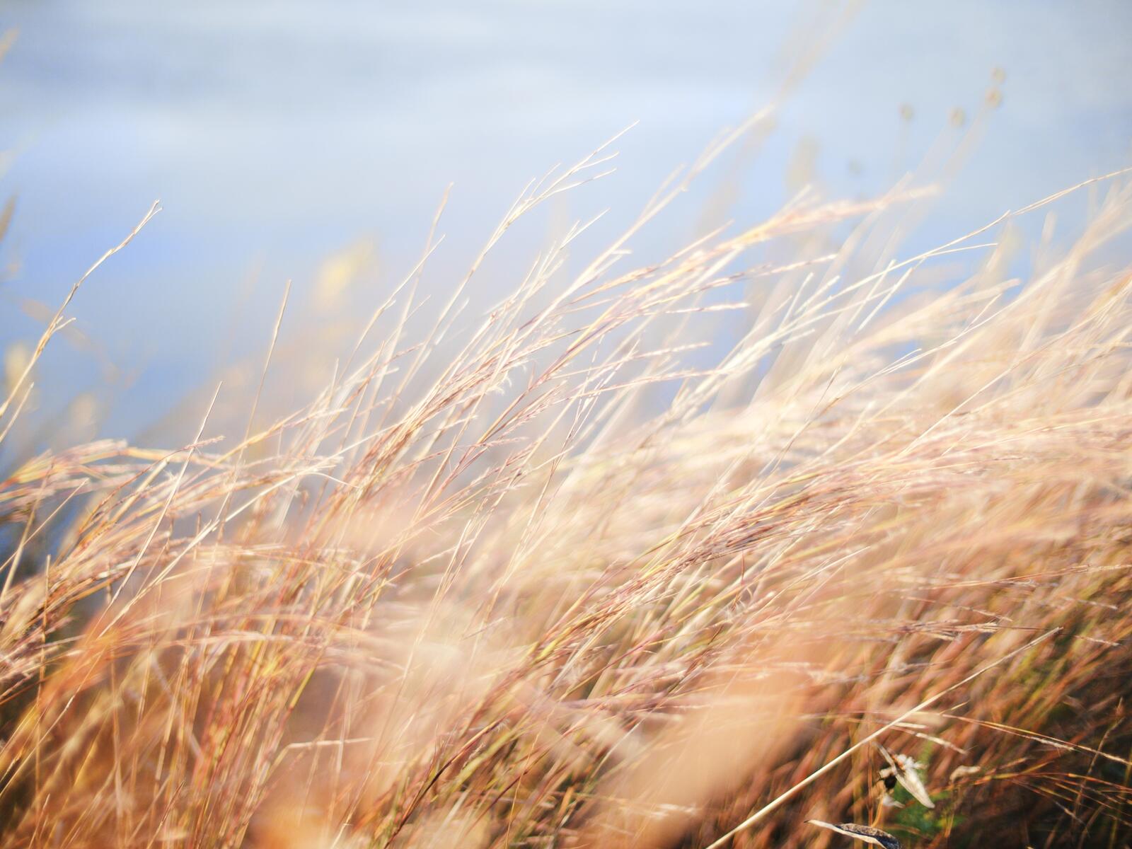 Free photo A field with dry tall grass