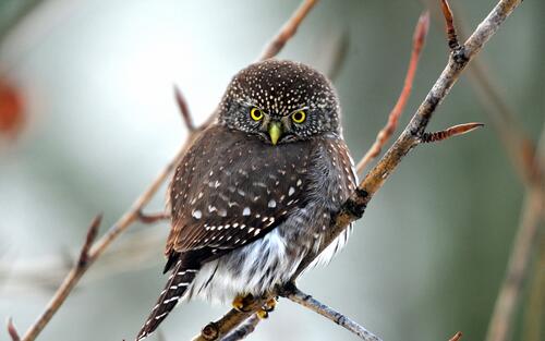 A little owl sits on a twig