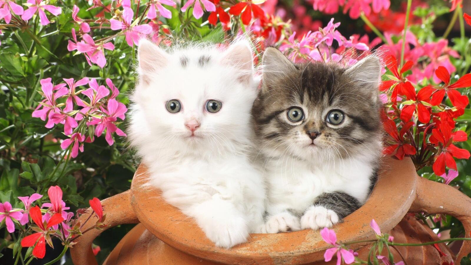 免费照片花丛中的两只小猫