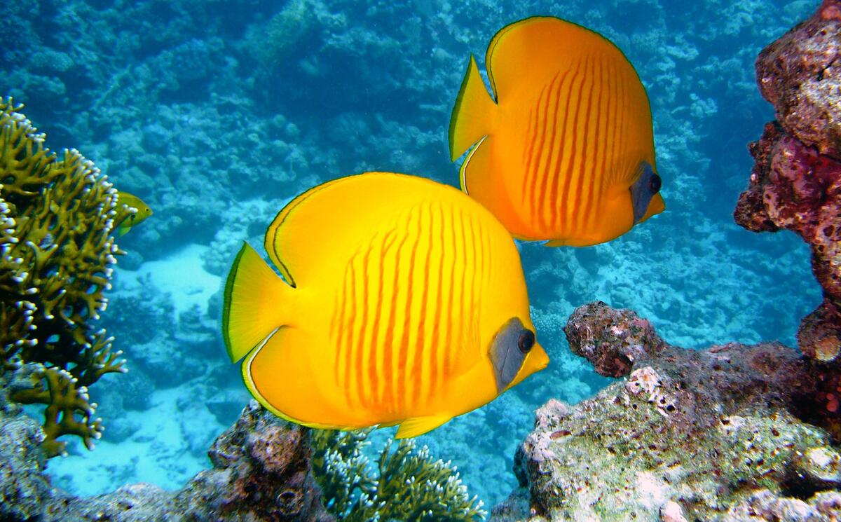 Yellow fish swimming near coral reefs