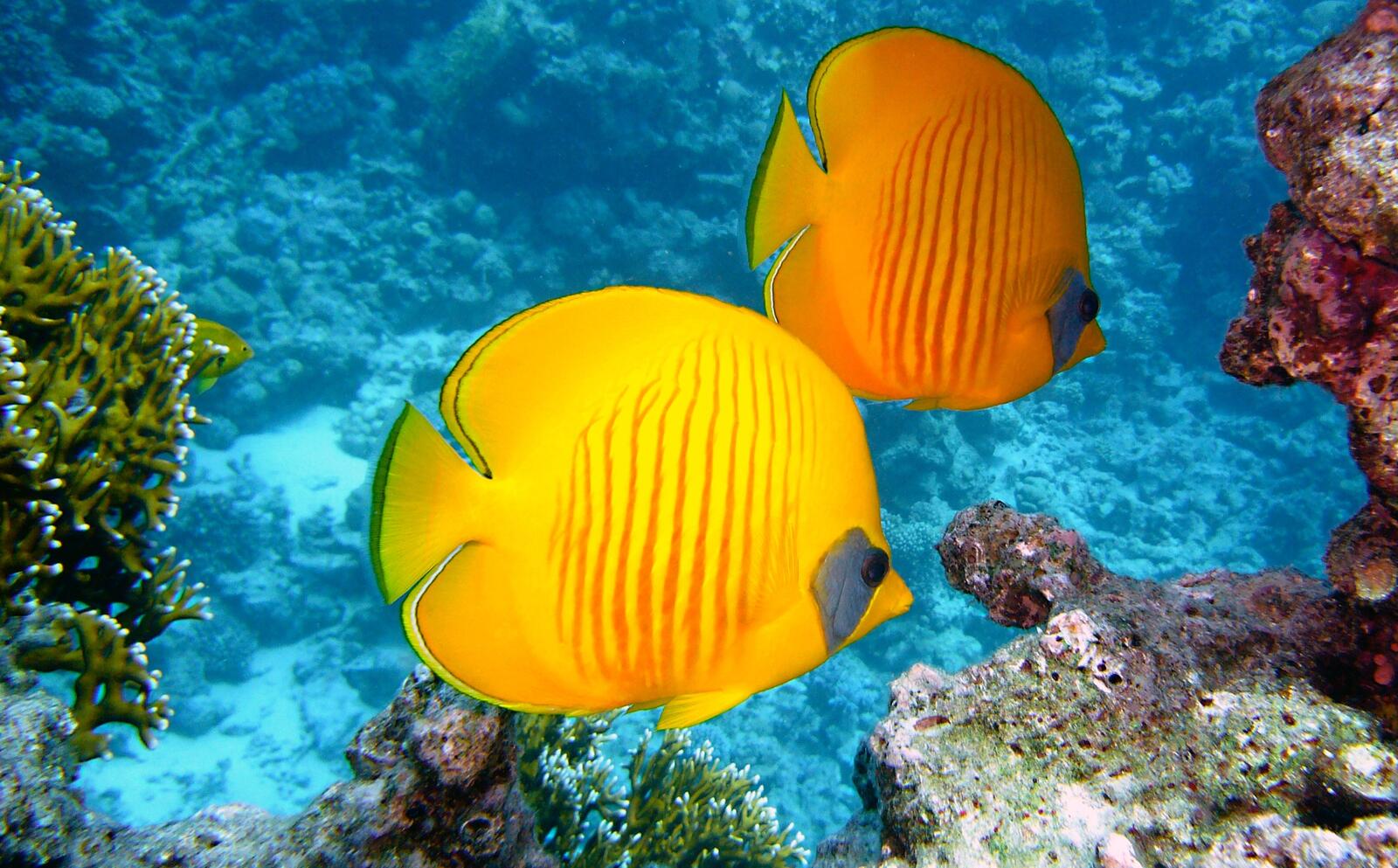 Желтые рыбки плавают у коралловых рифов