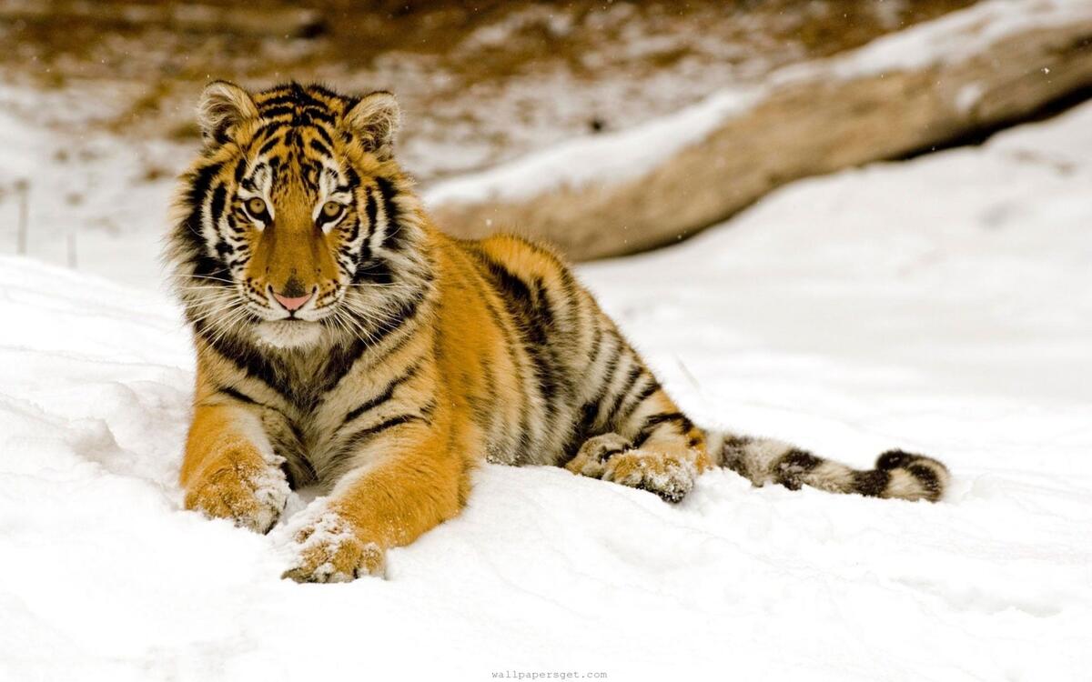 Тигр лежит на белом снегу