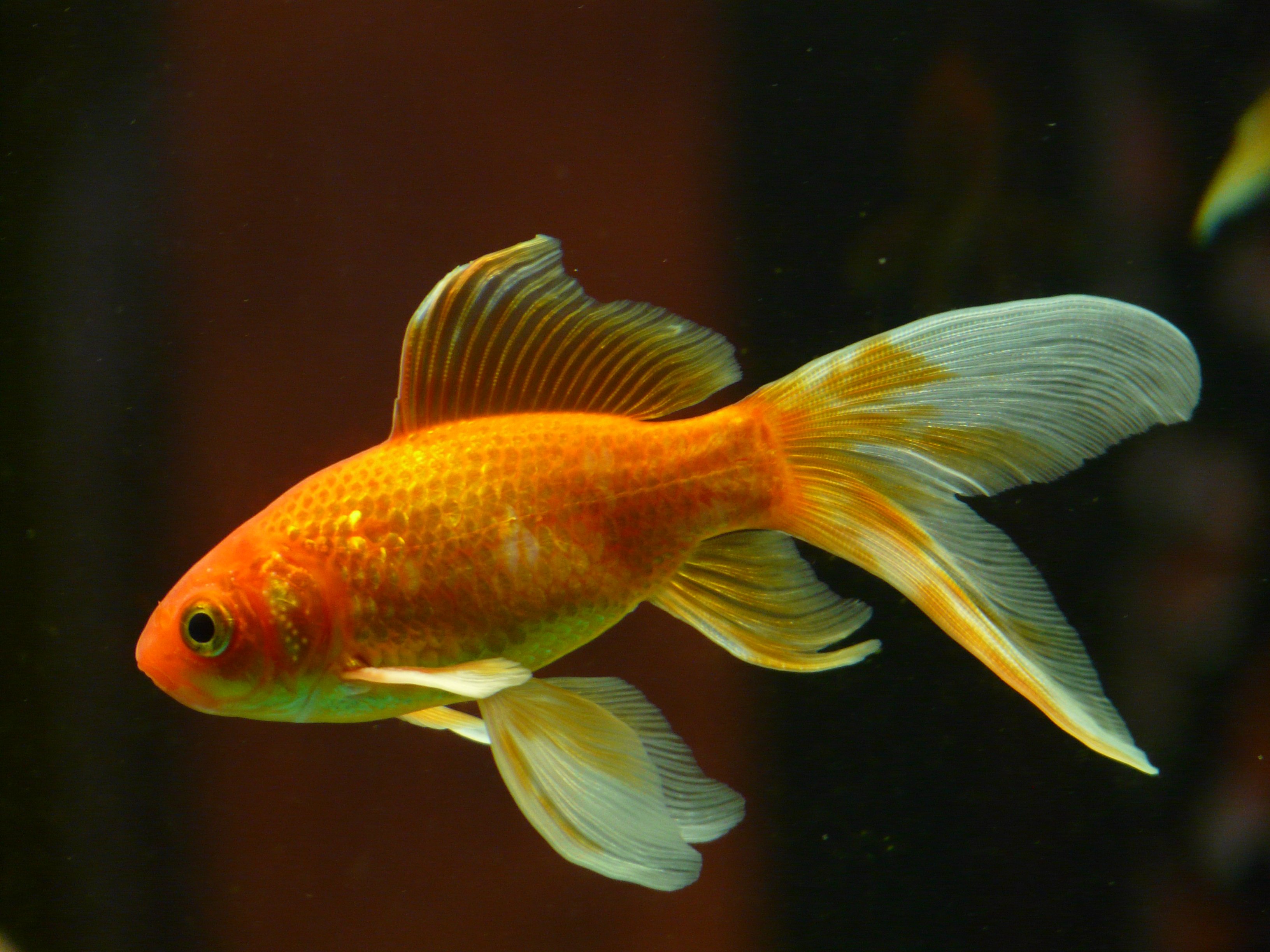 Бесплатное фото Золотая маленькая рыбка в аквариуме