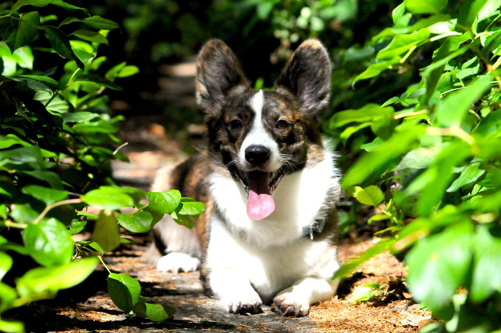 免费照片一只欢快的小狗坐在绿树丛中