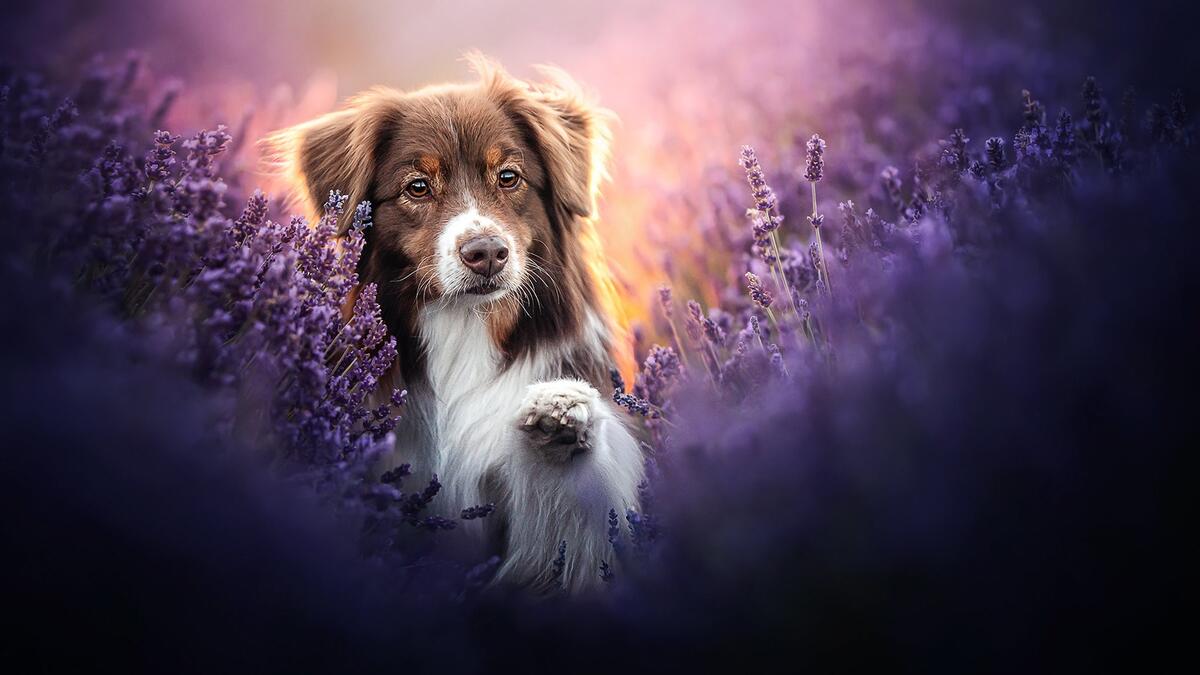 Обои с австралийской пастушьей собакой в фиолетовых цветах