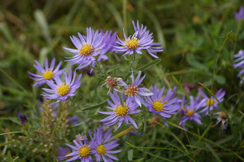Little purple wildflowers