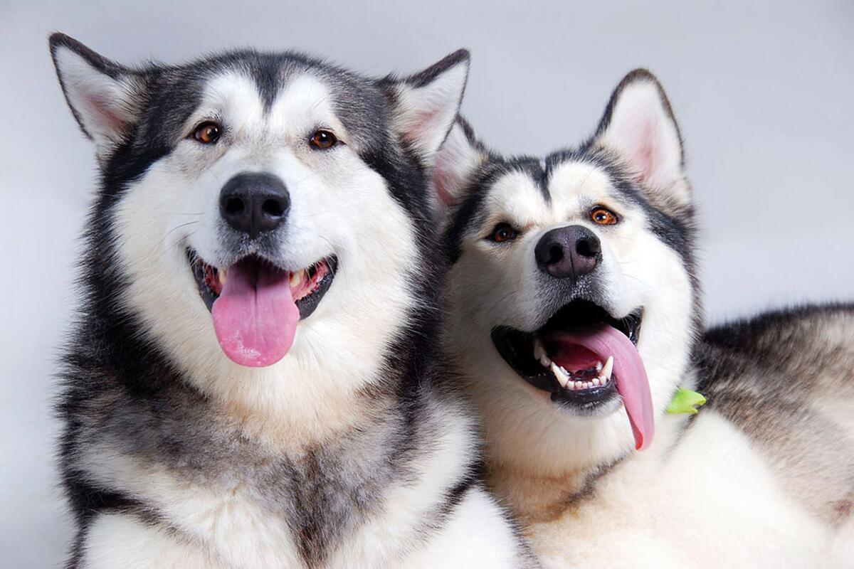 Два веселых щенка хаски улыбаются на камерц