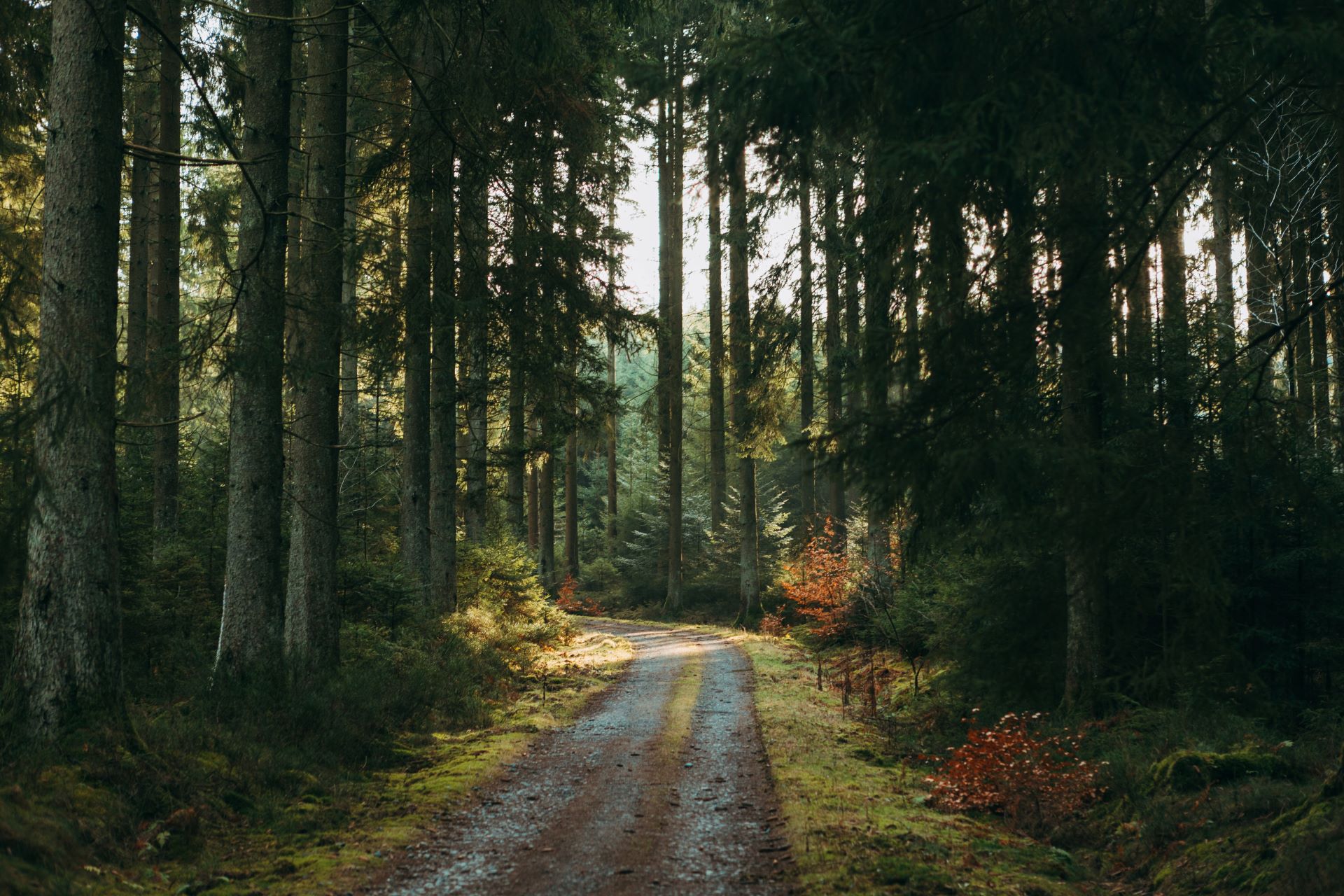 Бесплатное фото Дорога через лес