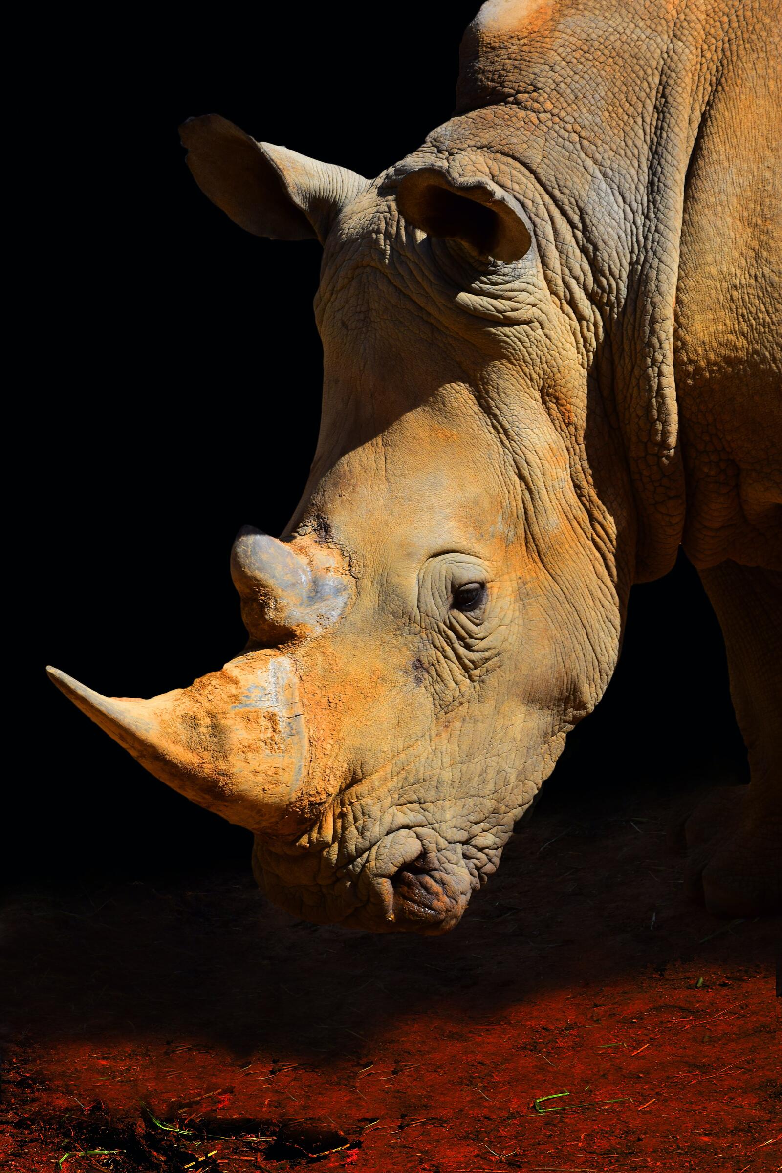 Обои носорог животное портрет на рабочий стол