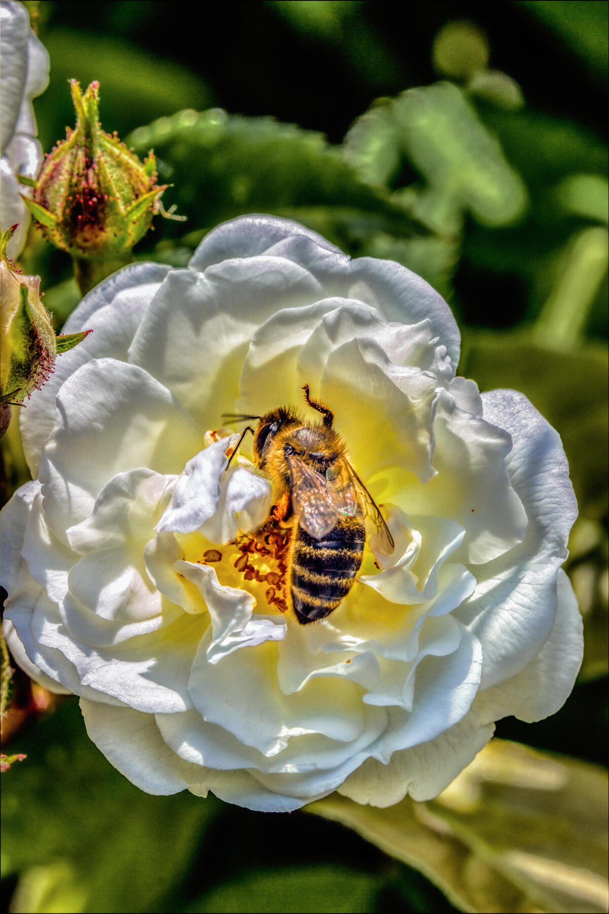 A bee collects nectar and pollen from a white rose