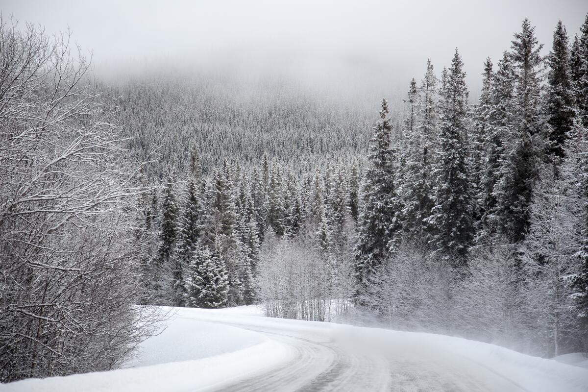 Winter road in the forest wilderness