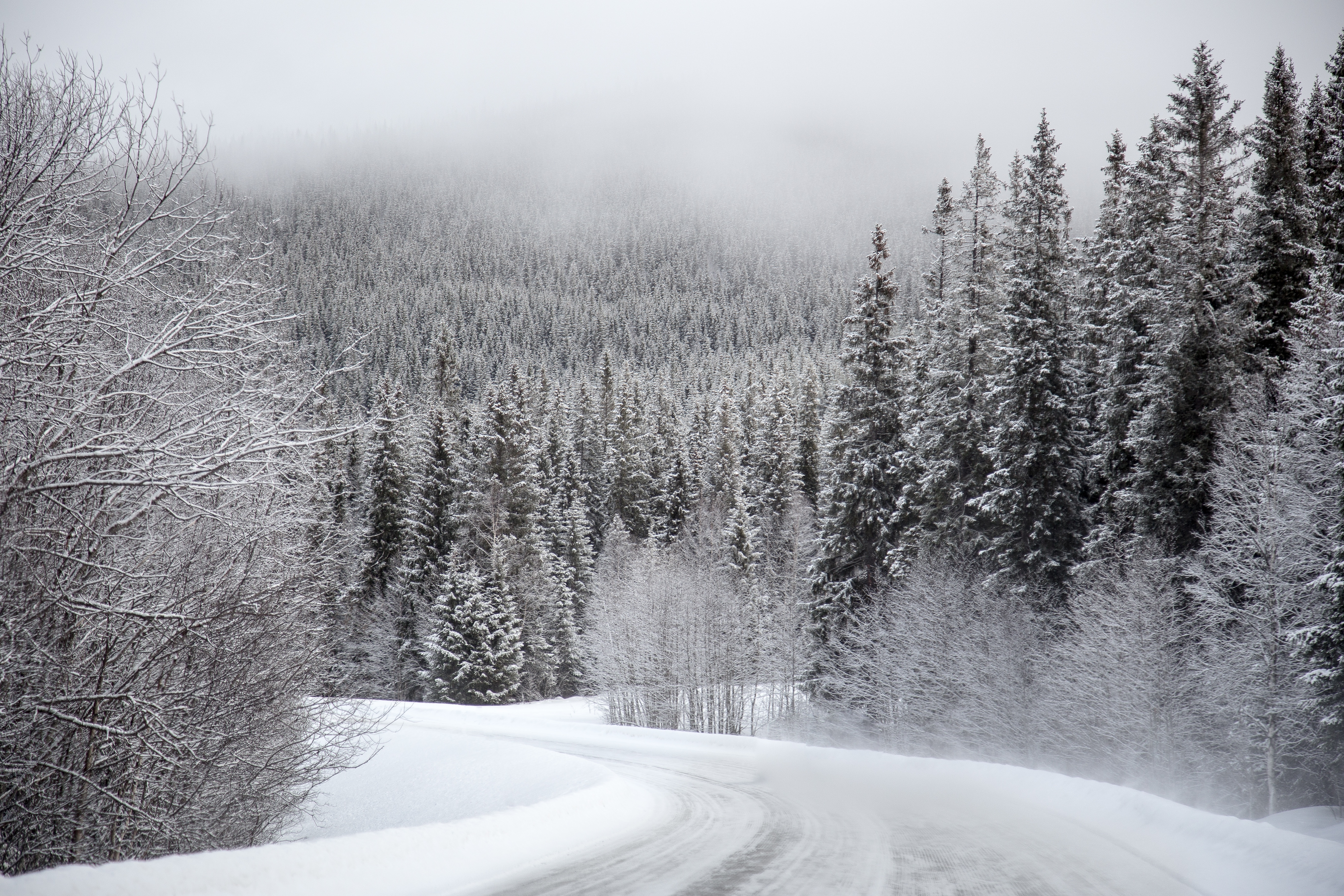 Free photo Winter road in the forest wilderness
