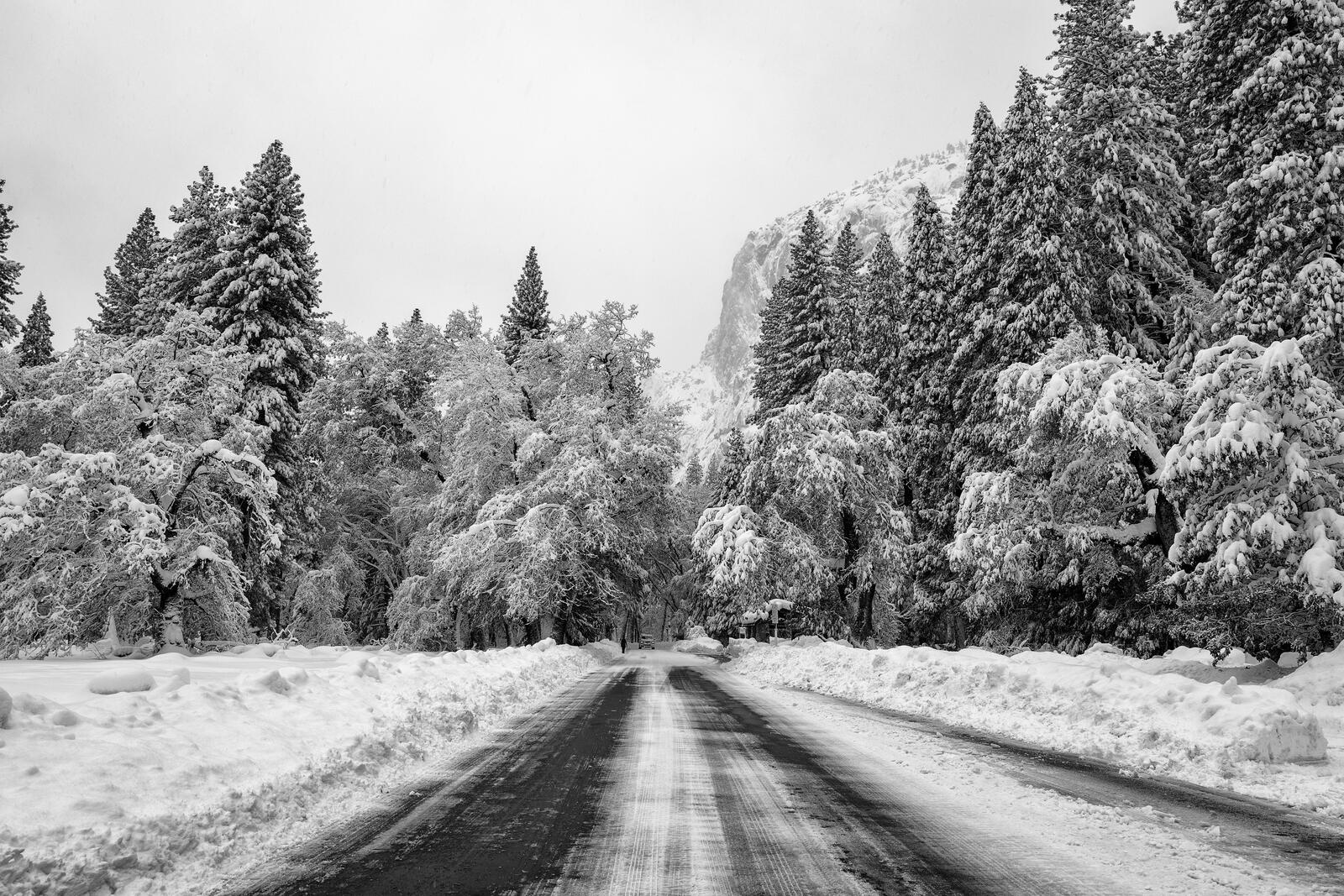 Бесплатное фото Зимний путь по лесу