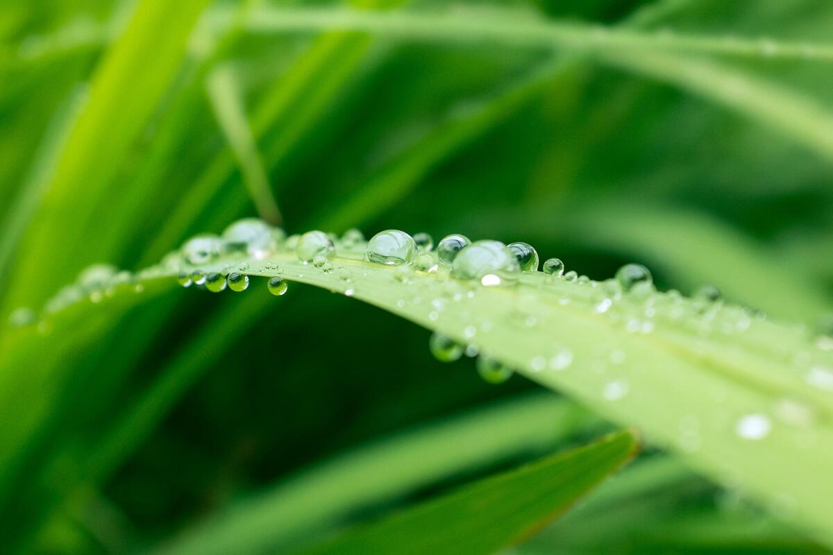 Water droplets after rain on the grass