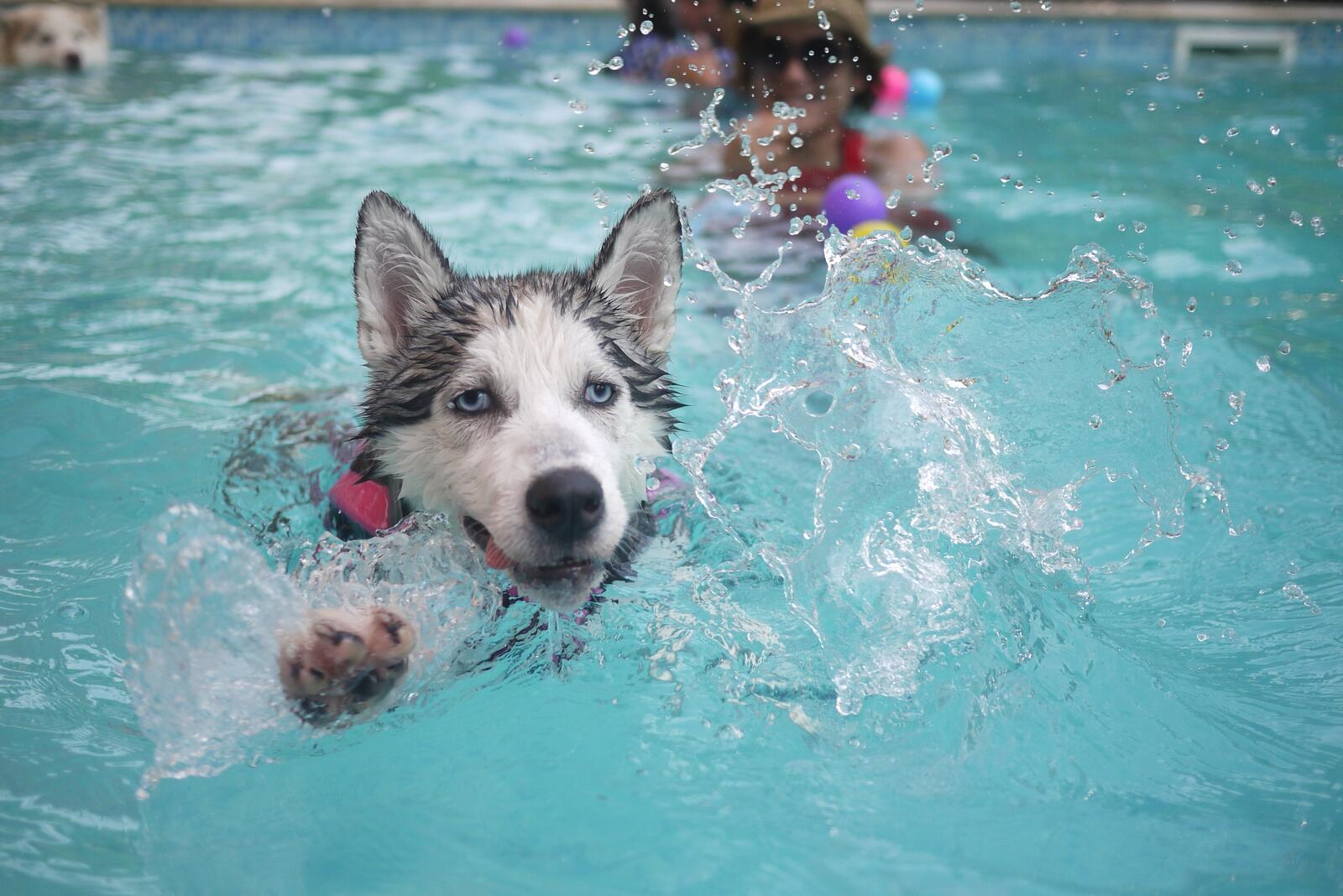 Free photo Husky swims in the pool with the kids