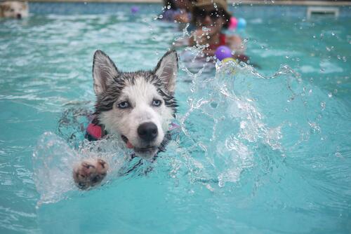 Husky swims in the pool with the kids