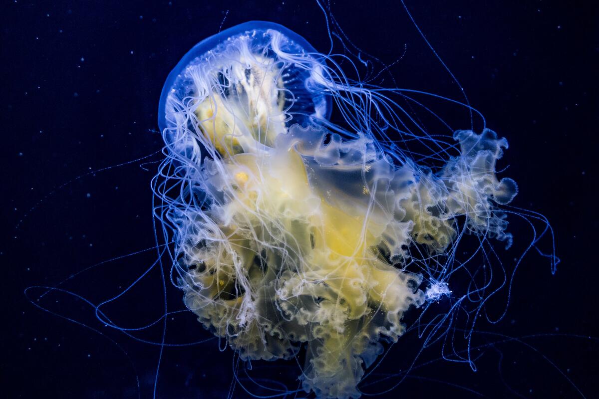 Jellyfish in the deep ocean