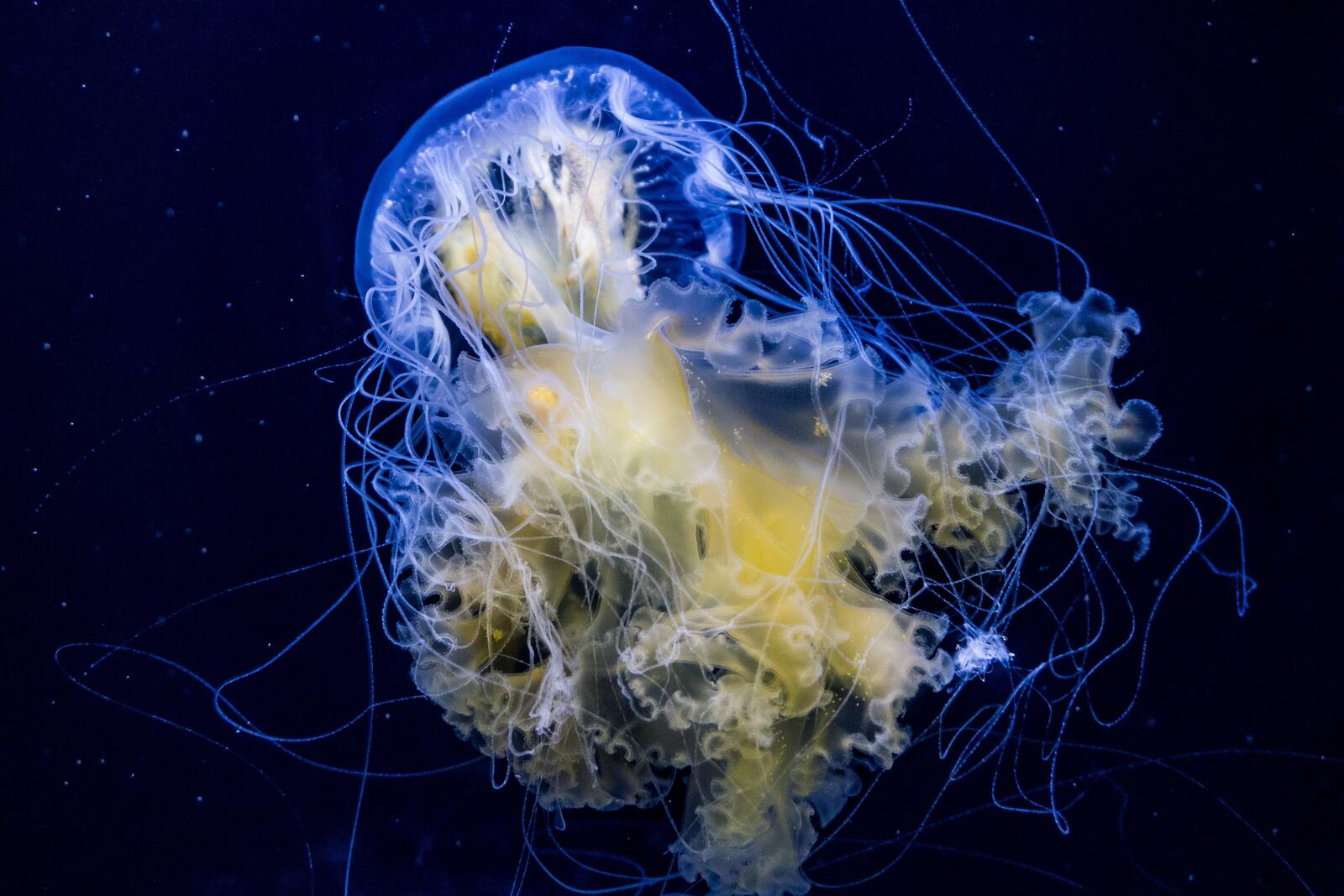 Free photo Jellyfish in the deep ocean