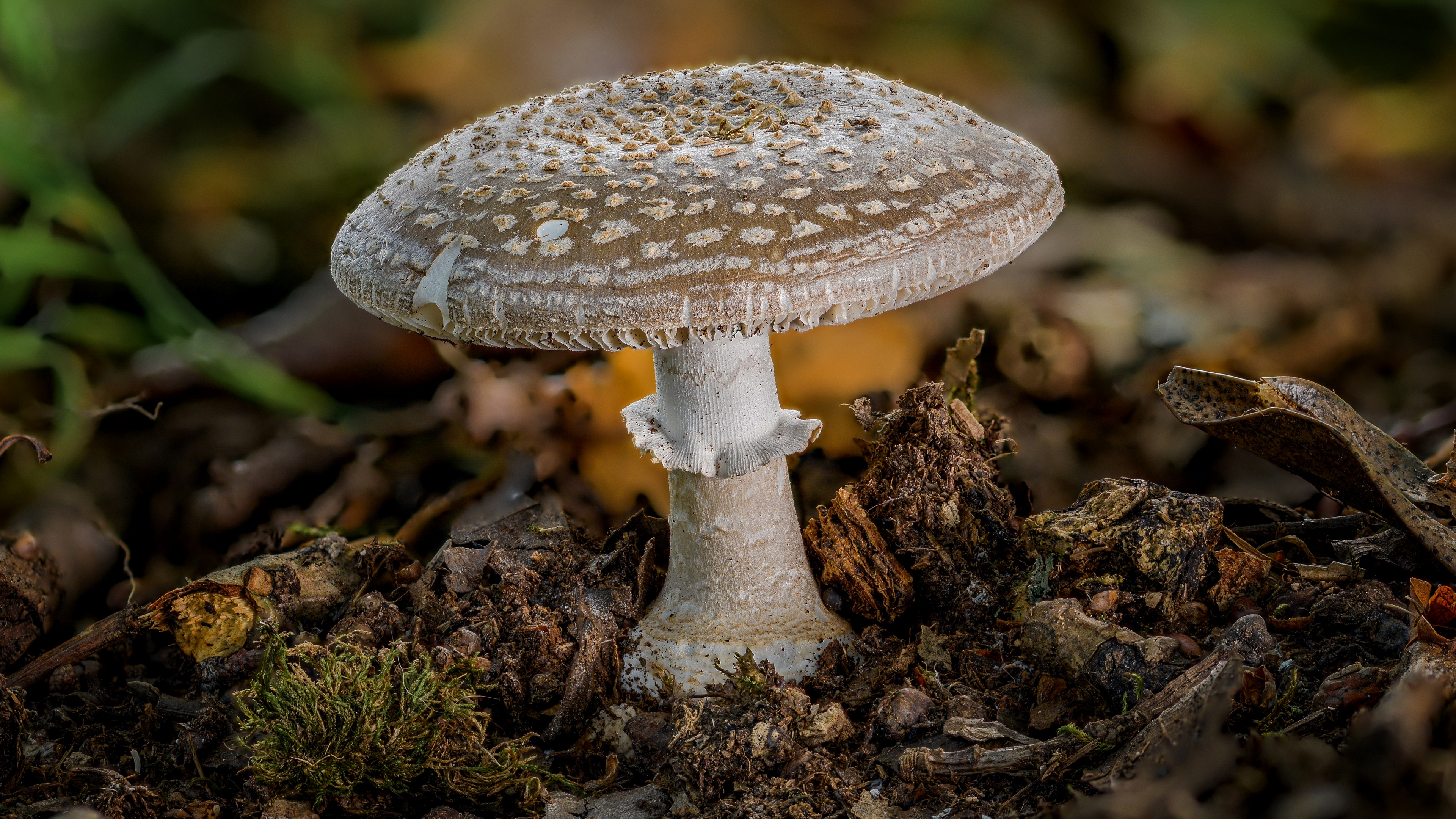 Free photo Close-up of a mushroom
