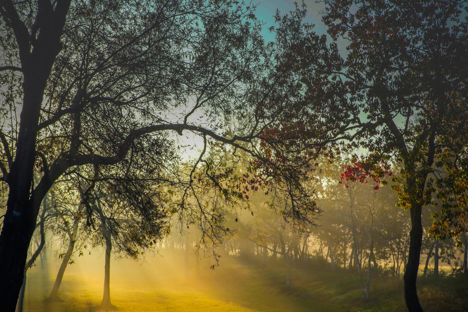 Бесплатное фото Осенний лес с солнечным светом