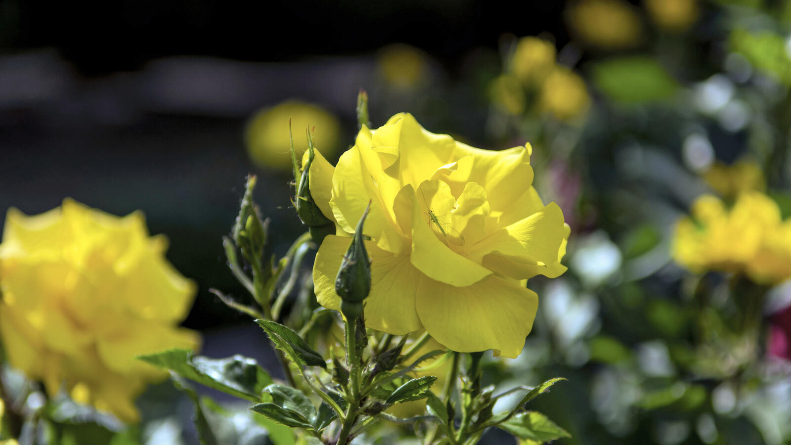 Бесплатное фото Обои желтые розы