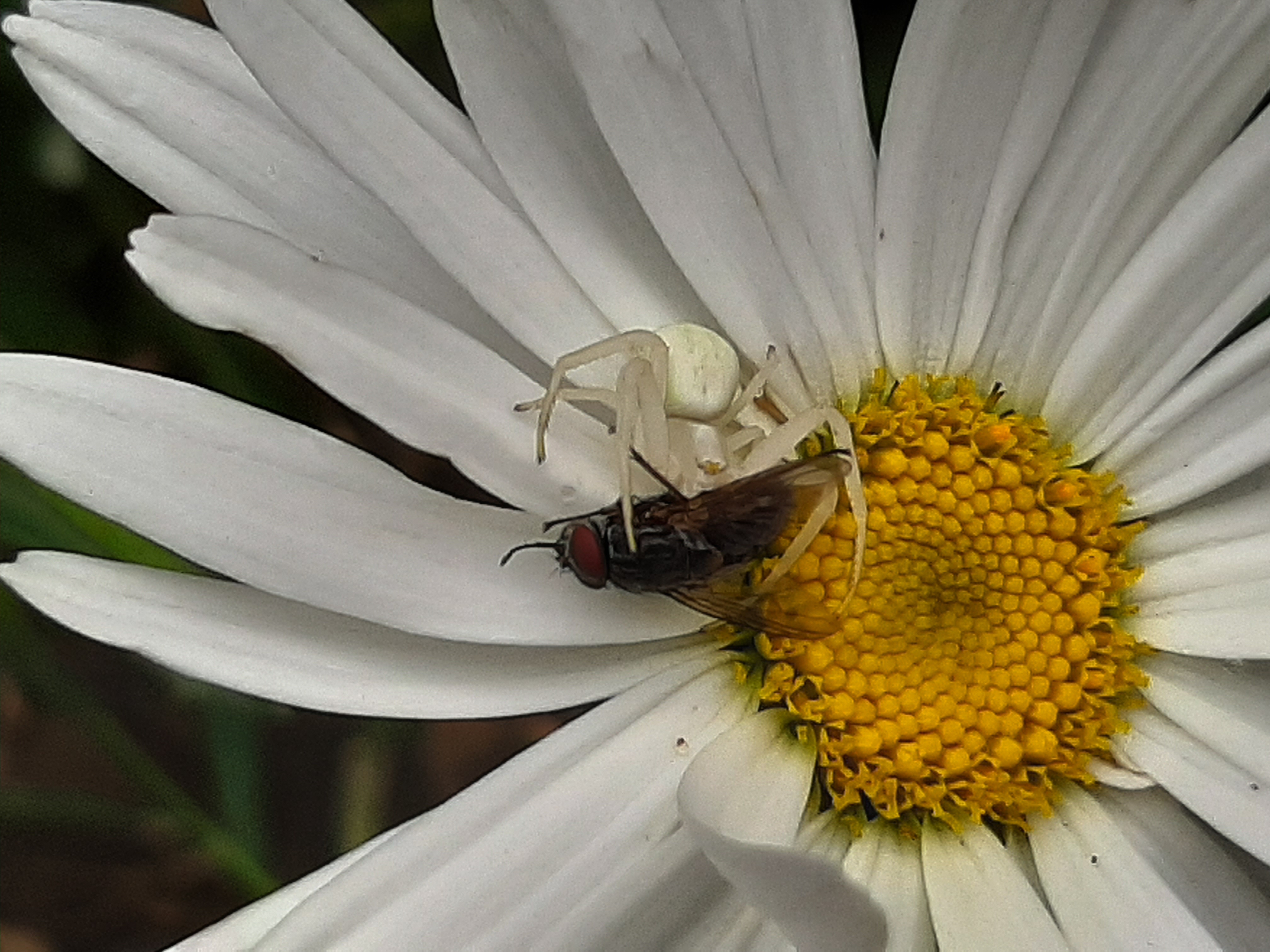 A white spider eats a fly on a daisy flower