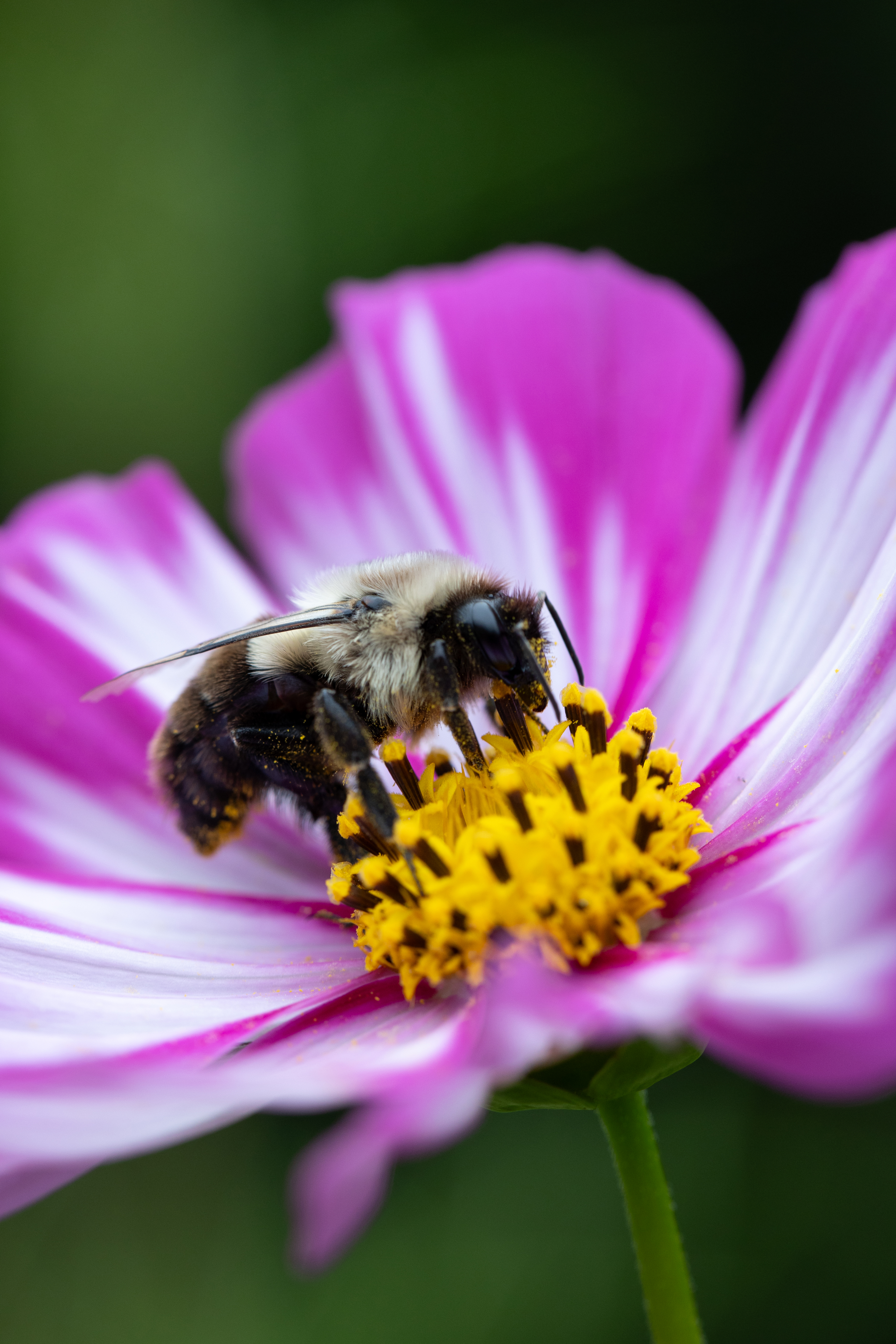 免费照片一只大黄蜂正在采集花蜜。