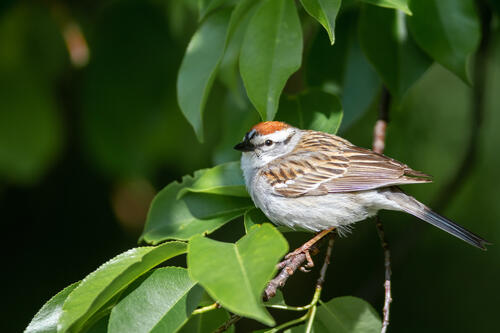 Красивая птичка сидит на веточке дерева летним солнечным днем