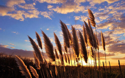 Spikes of millet against the background of a sunset