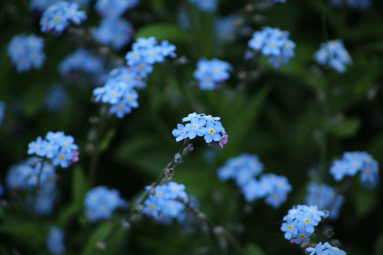 Бесплатное фото Голубые полевые цветы на полянке