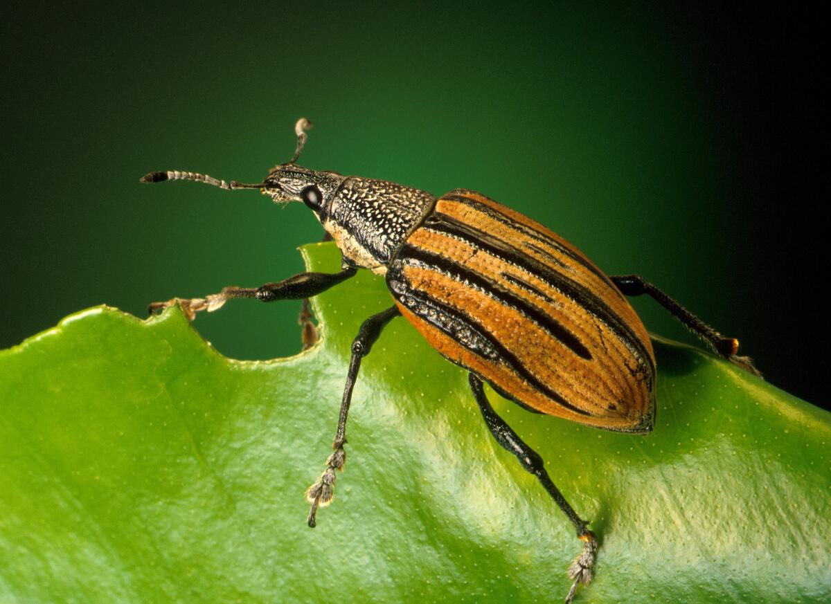 A leaf beetle eats a leaf