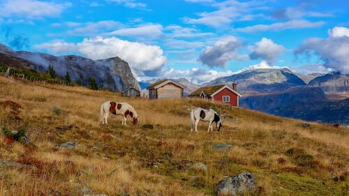 Пастбище с лошадьми в Норвегии возле загородного домика