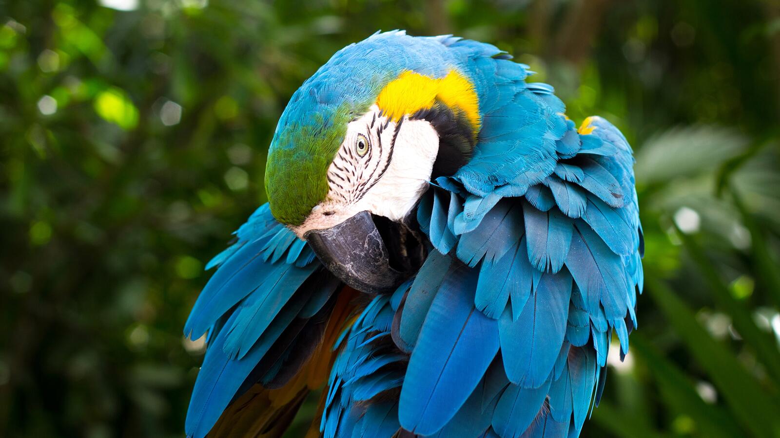 Бесплатное фото Большой попугай с синими перьями