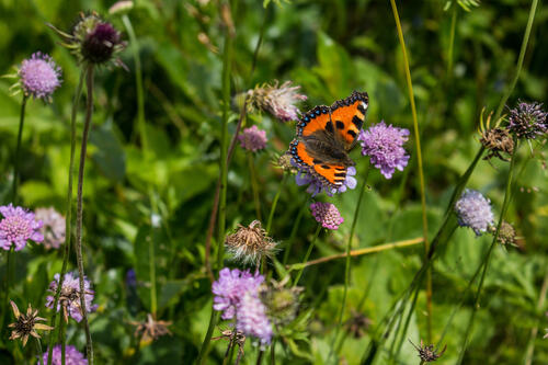 Бабочка с оранжевыми крыльями сидит на цветке
