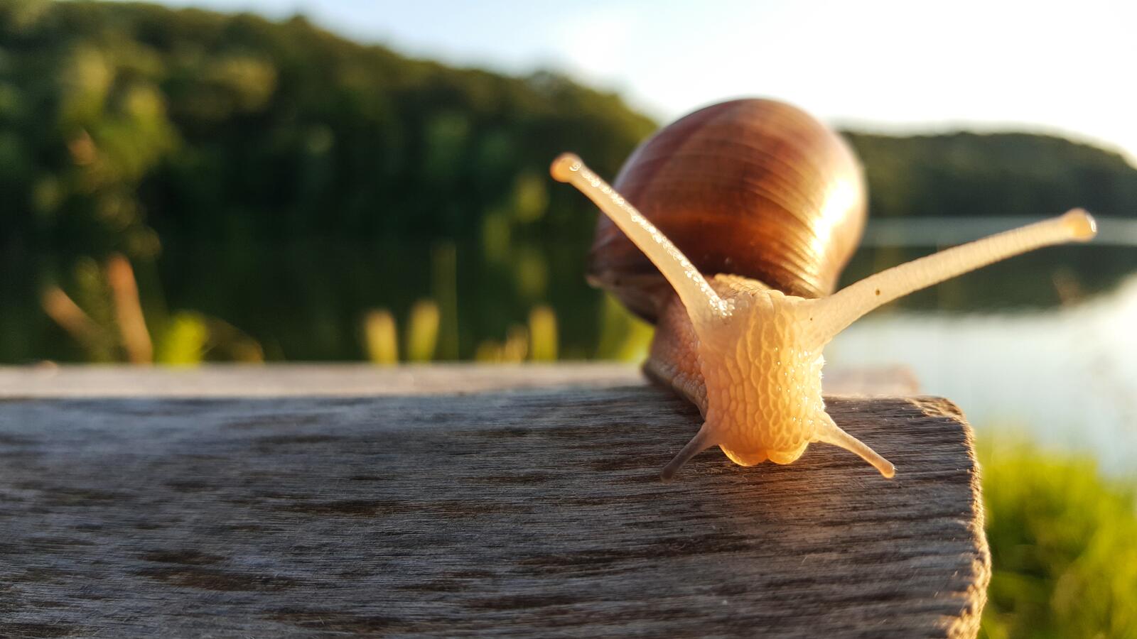 Free photo A snail crawls on a wooden surface
