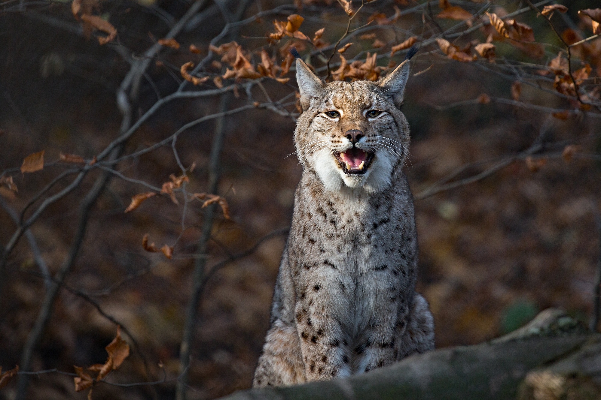 Free photo A lynx sits with its mouth open