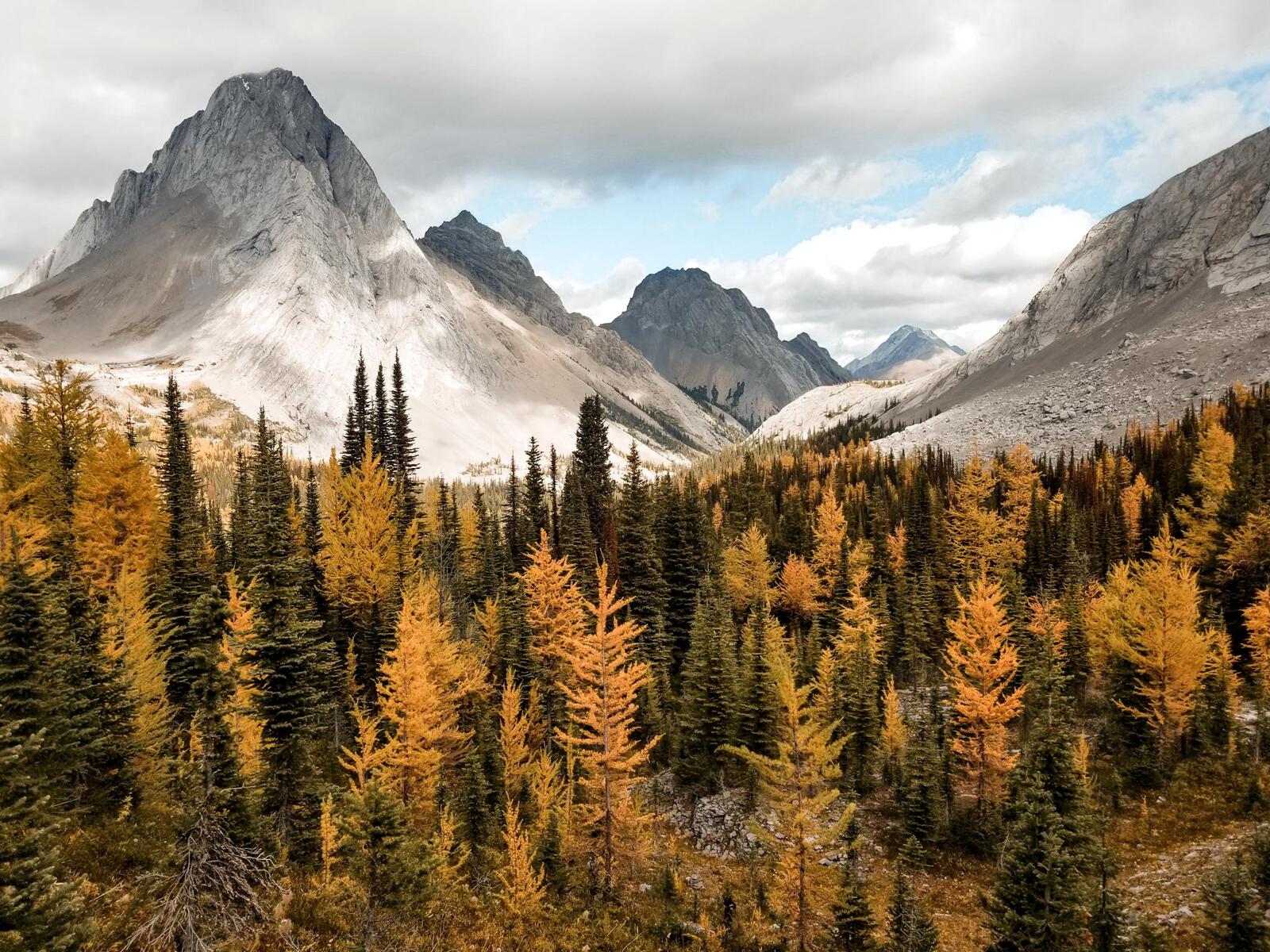 Бесплатное фото Осенний лес на фоне гор