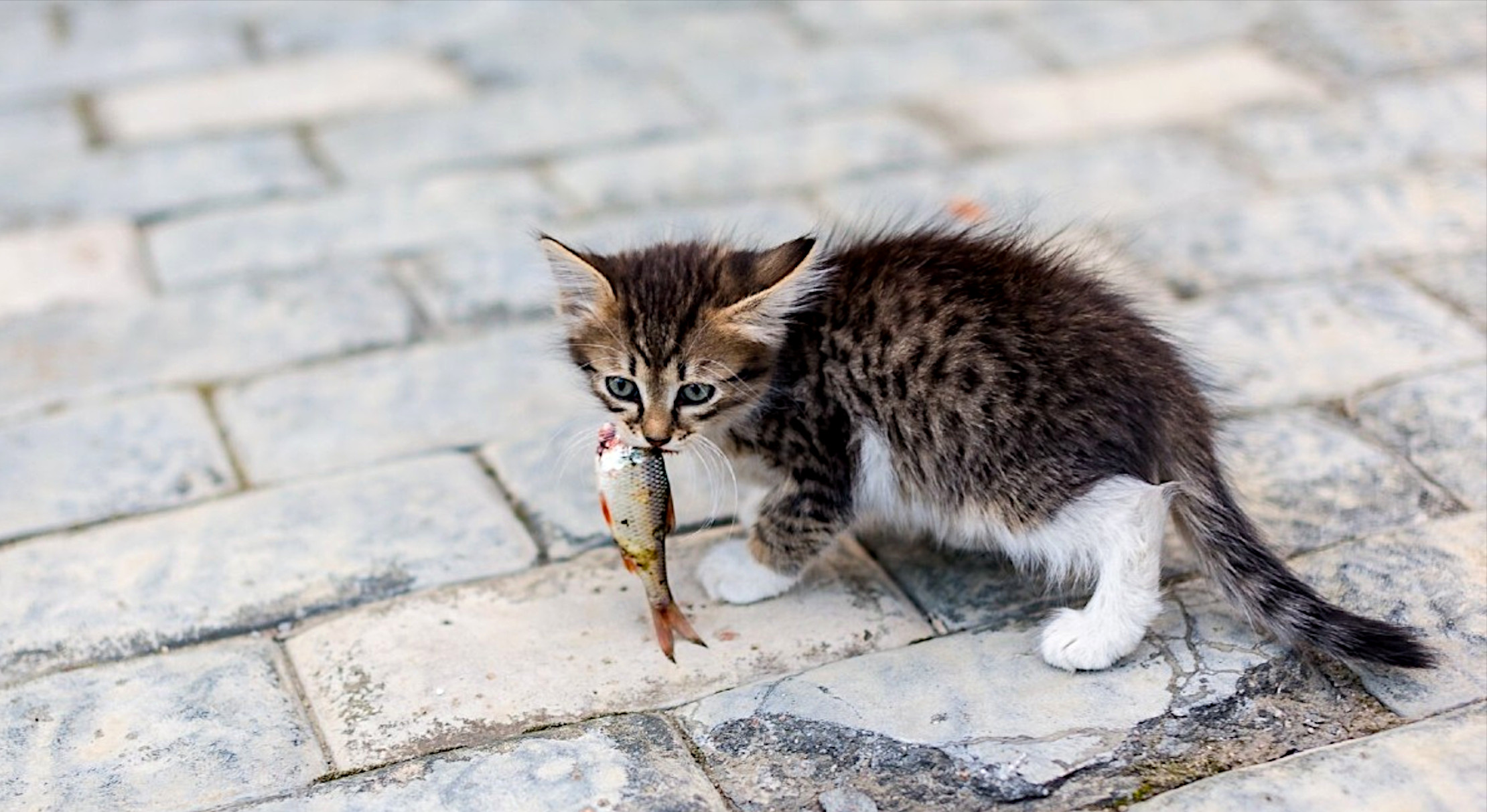 A little kitten with a fish