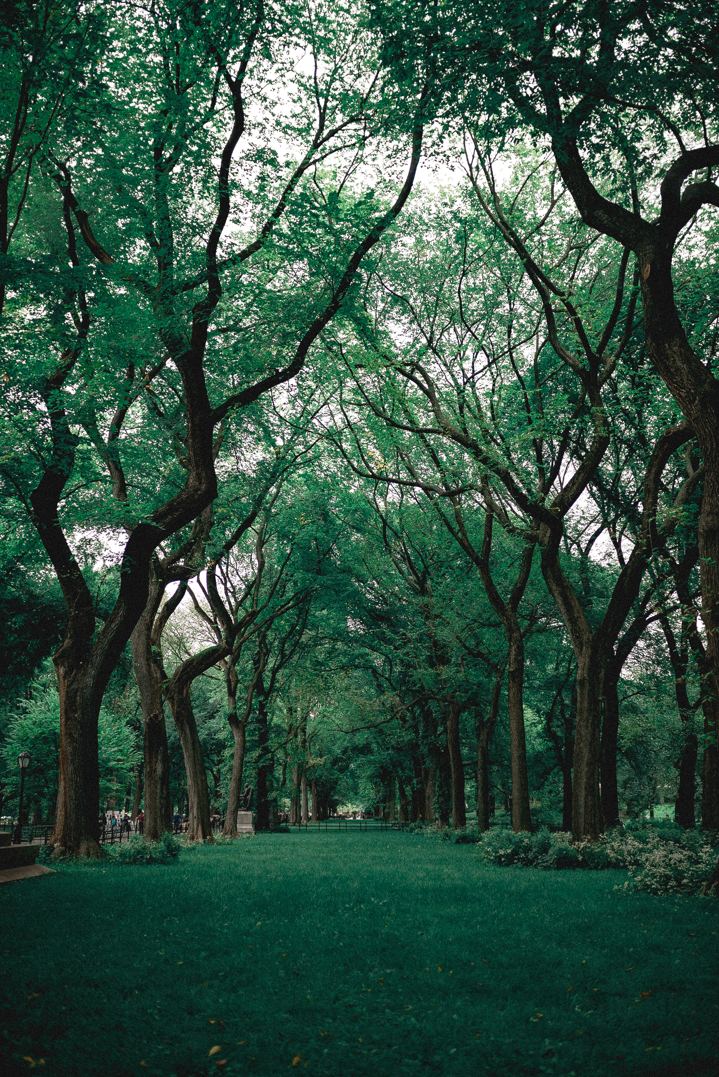 Фото бесплатно парк, деревья, аллея