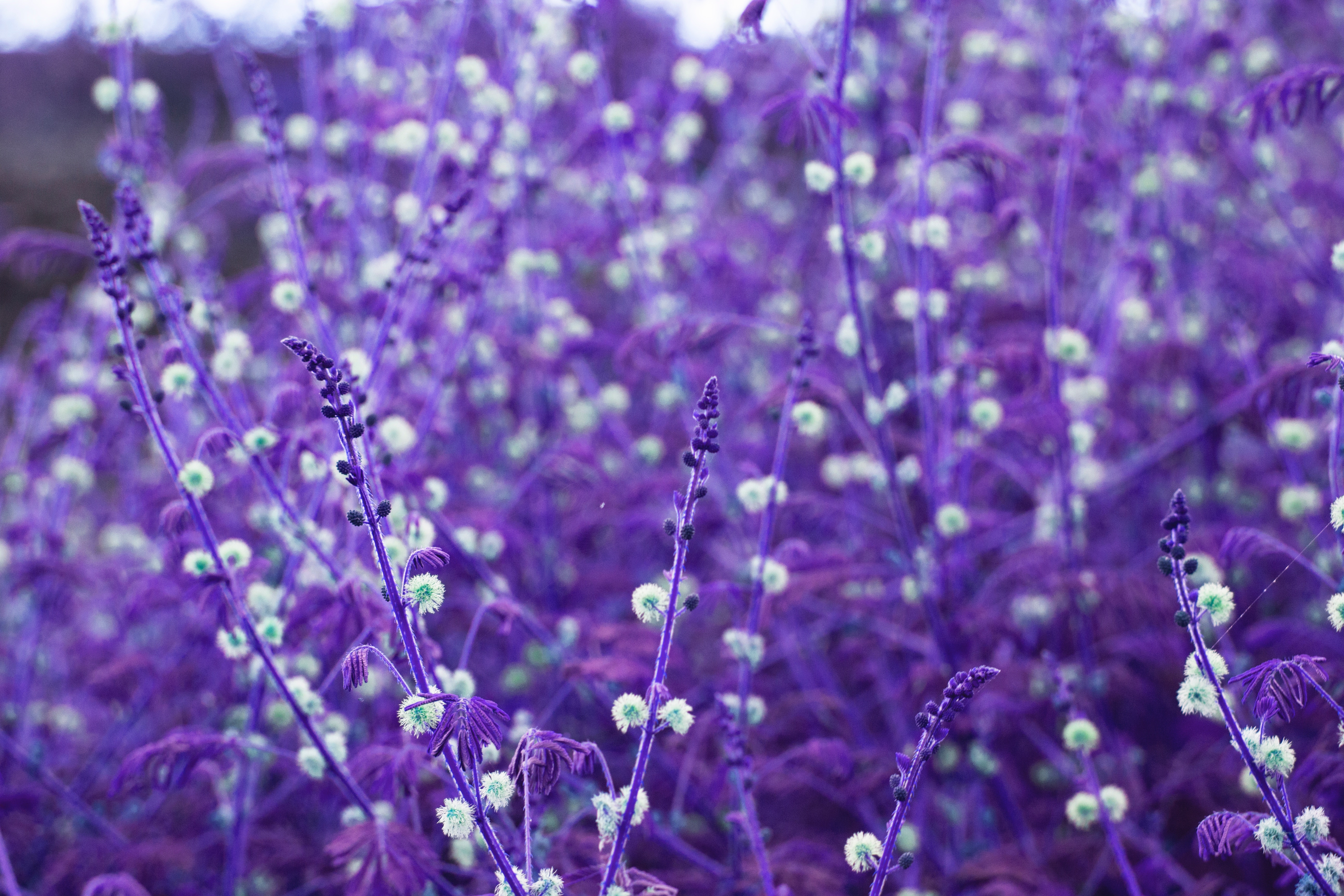 Wallpapers plant flower violet on the desktop