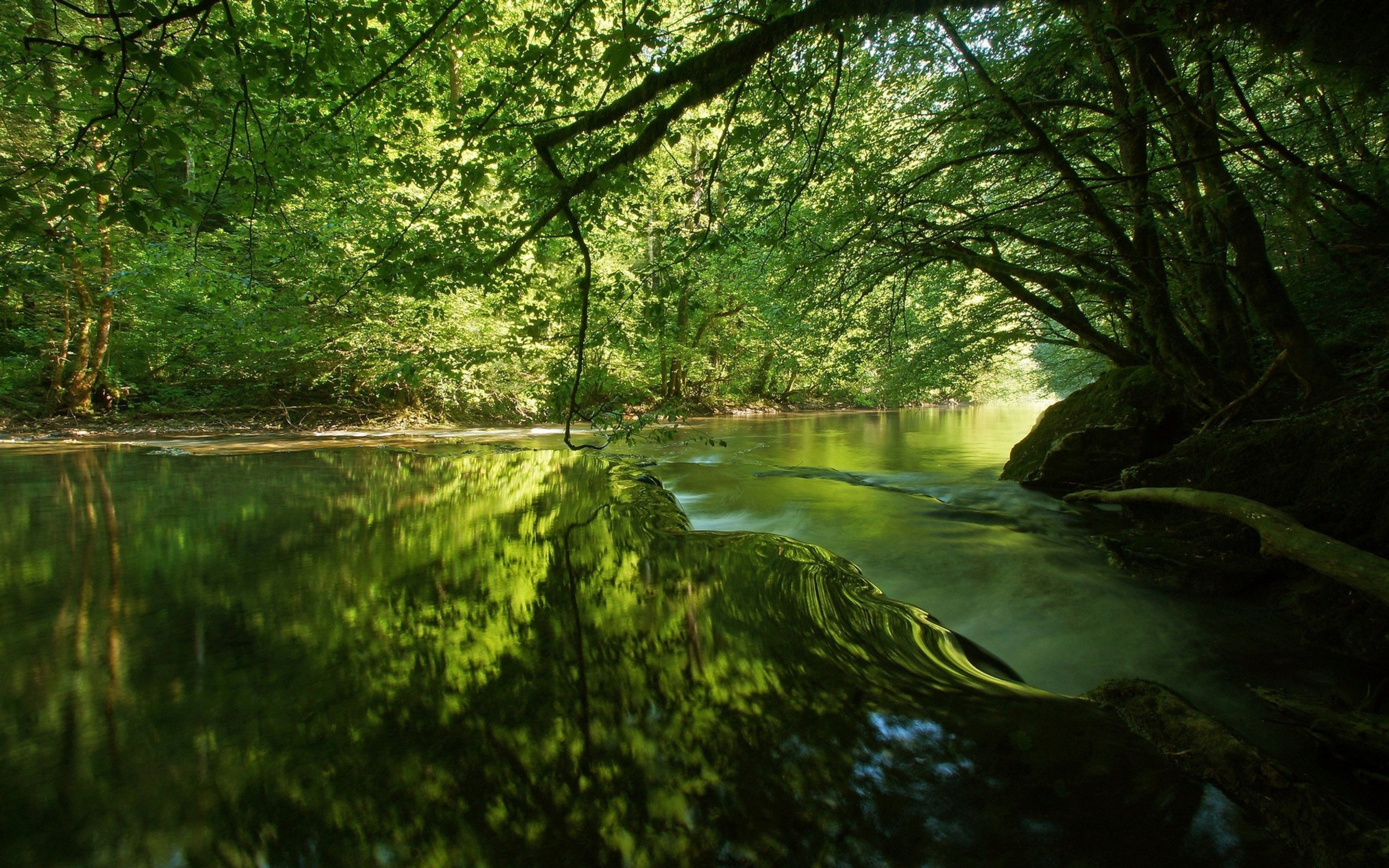 免费照片绿色森林中的河流