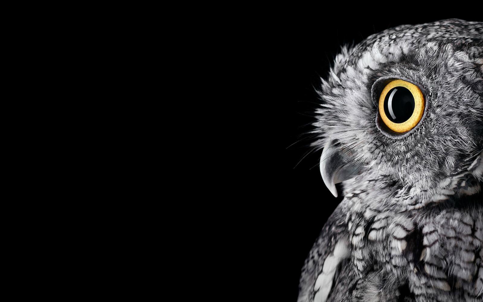Free photo Monochrome photo of an owl