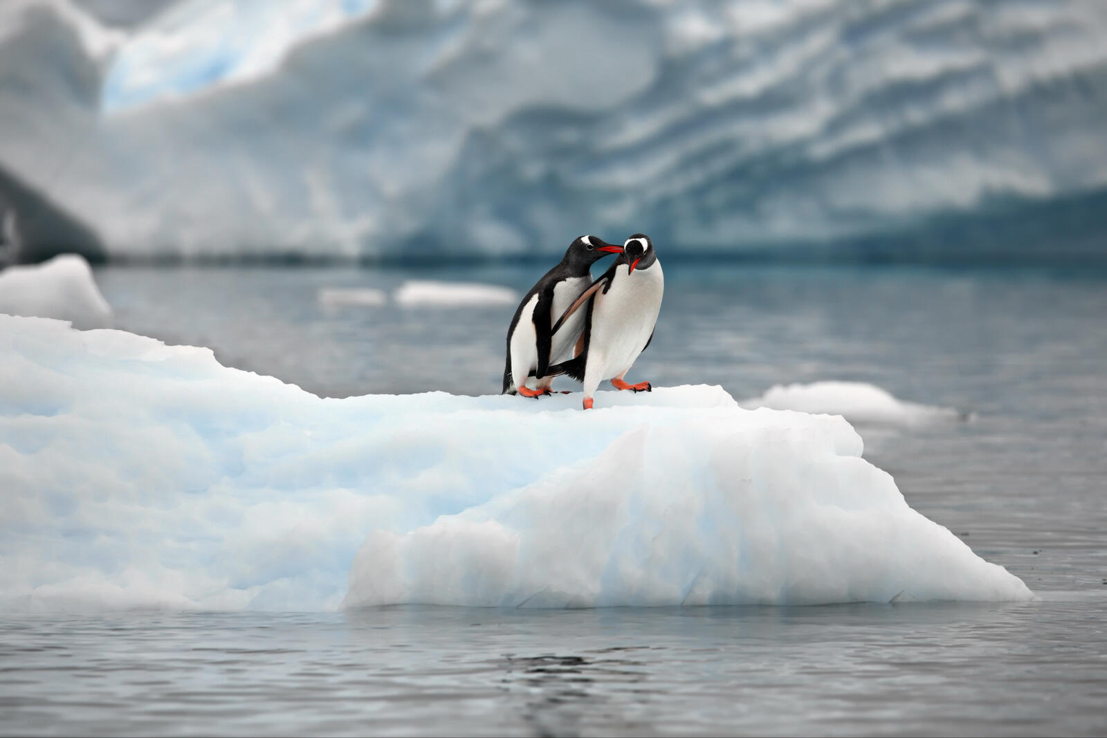 Обои обои пингвины лед океан на рабочий стол