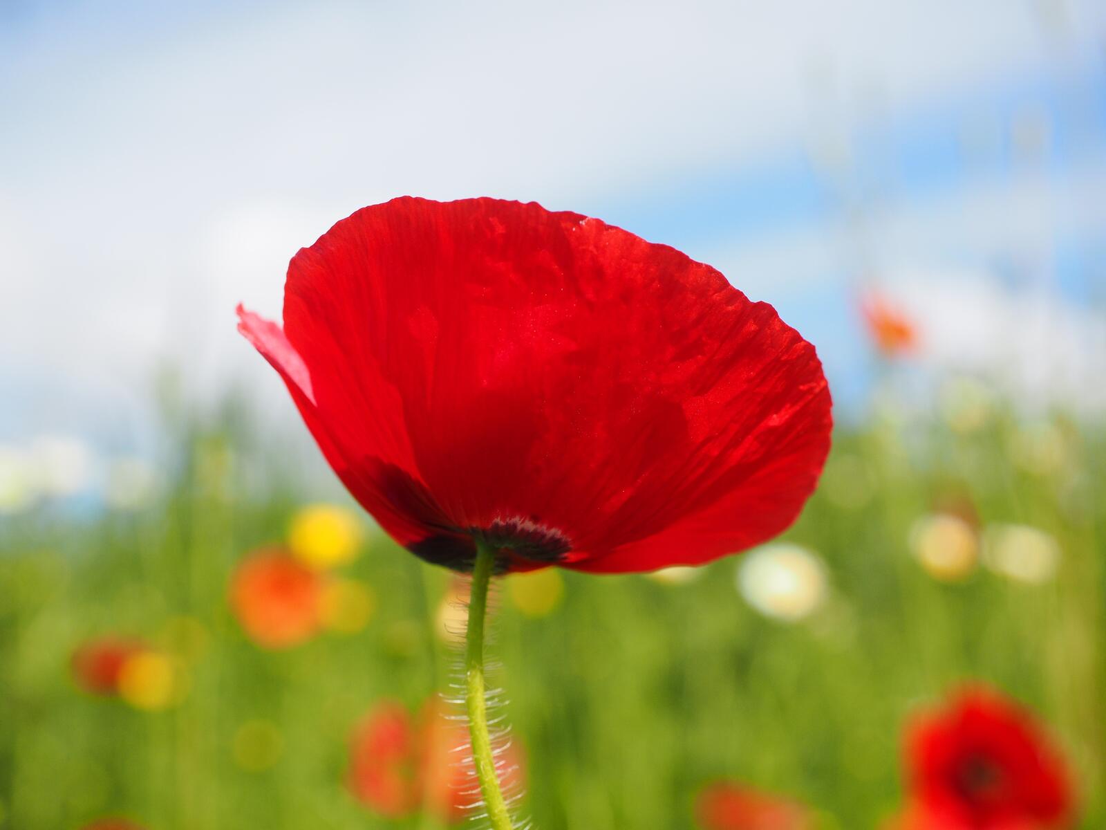 Wallpapers wallpaper poppy red flowers close on the desktop