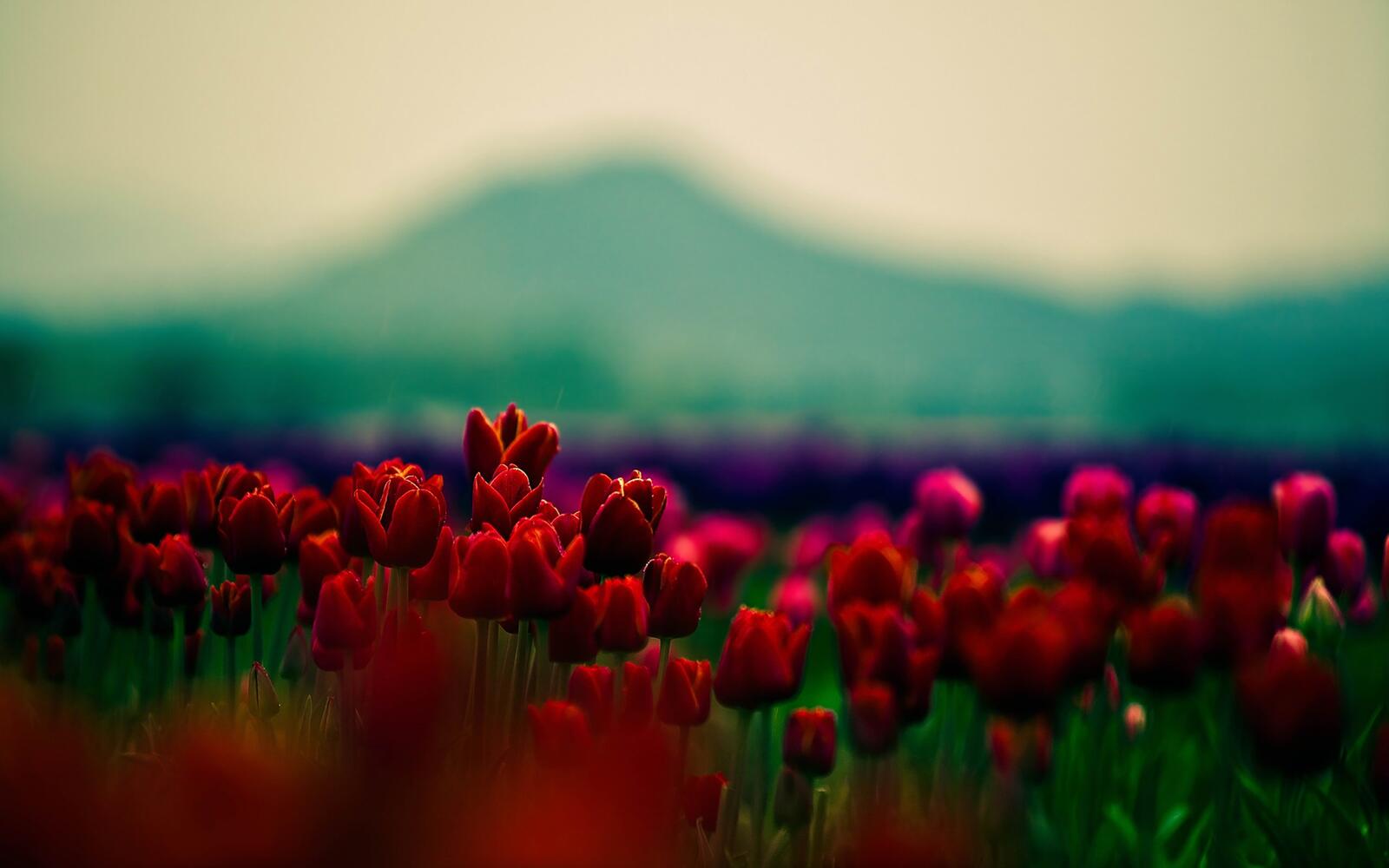 Бесплатное фото Больше поле с красными цветами