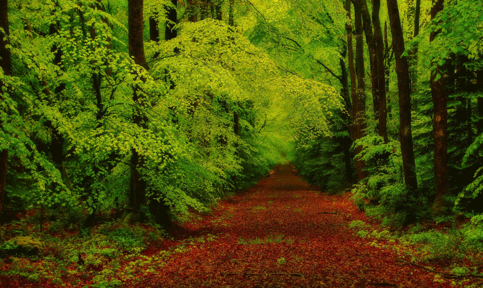 Wallpapers forest greens Pathway on the desktop