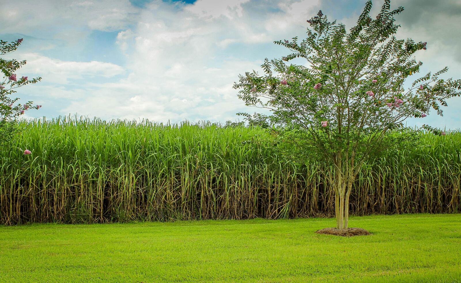 Бесплатное фото Дерево растущее возле рисового поля
