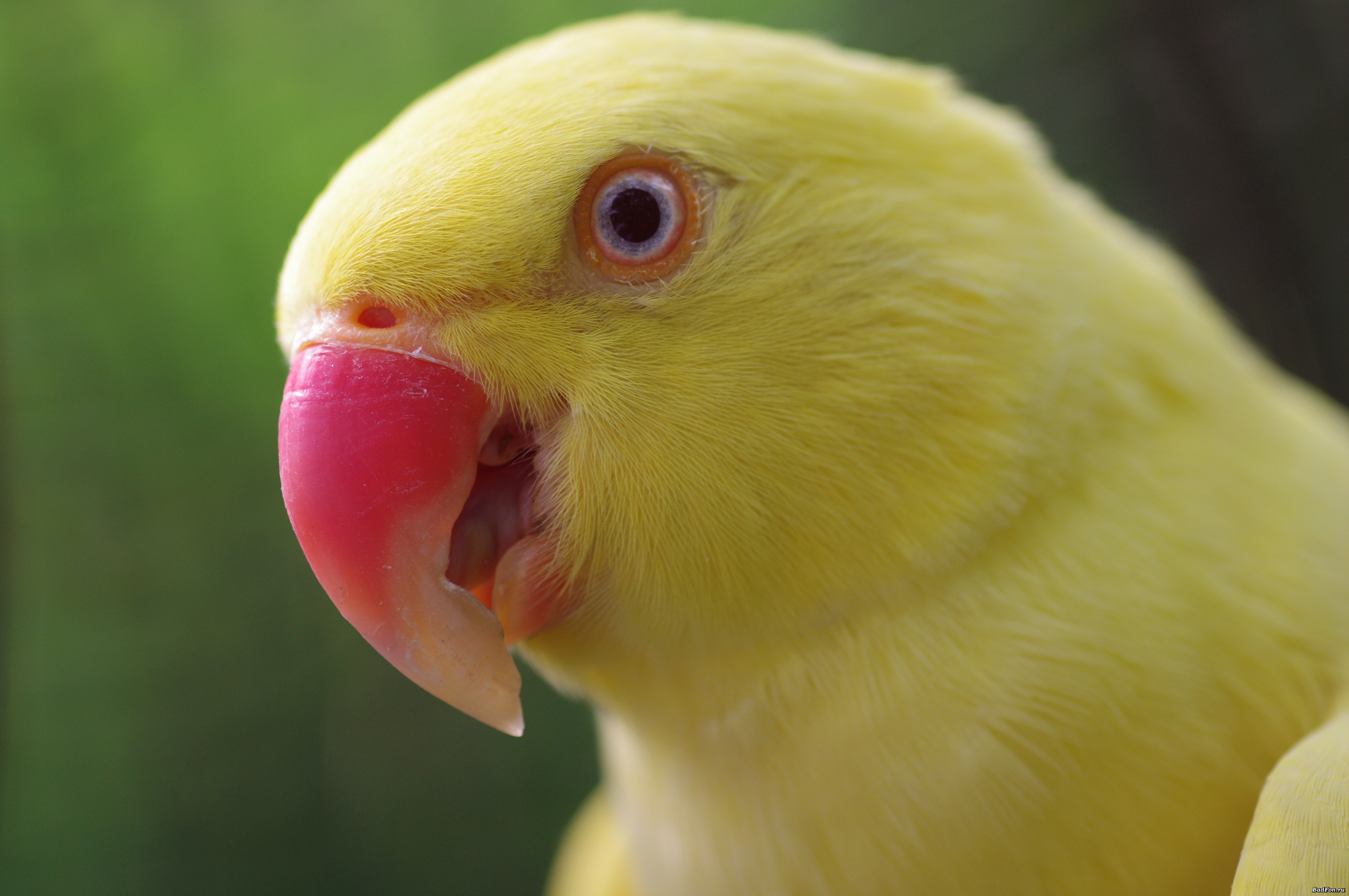 Волнистый попугайчик желтого цвета