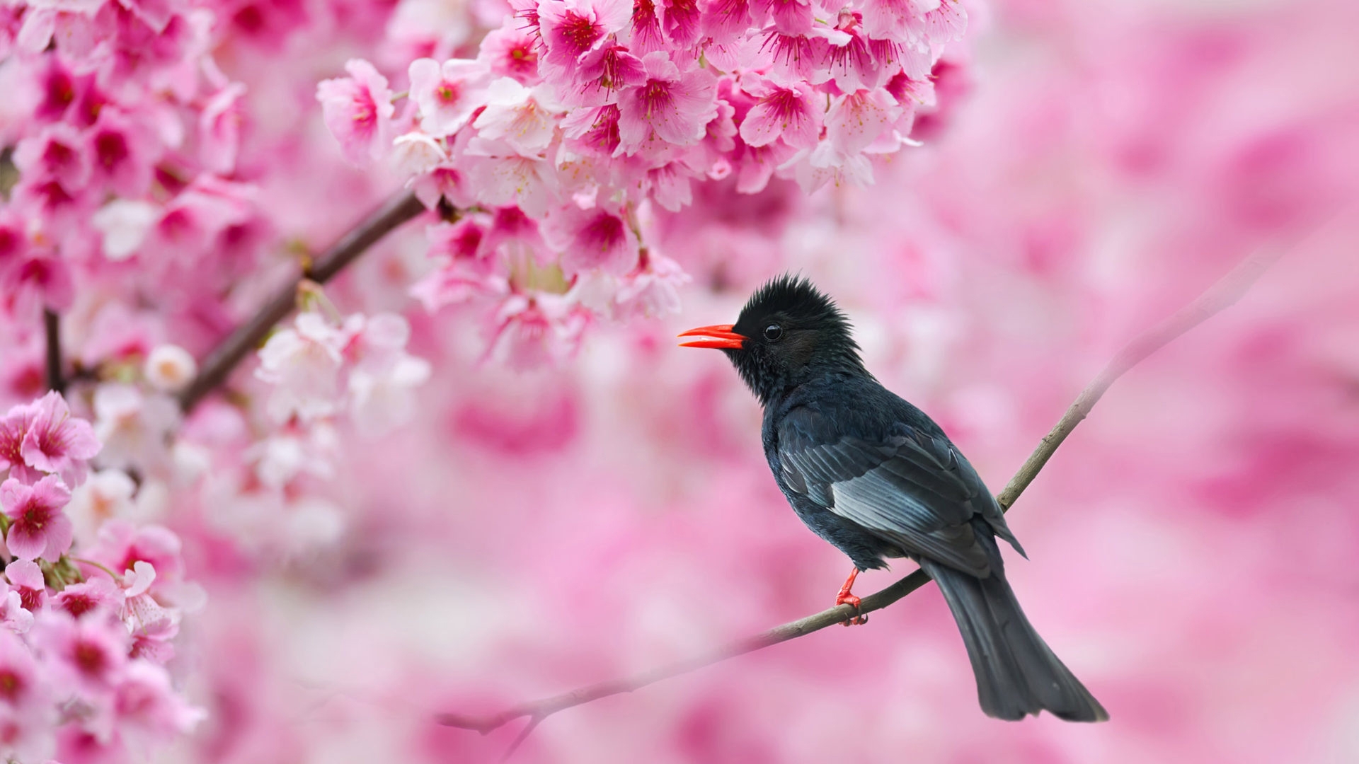 Бесплатное фото Птичка черный бюль-бюль на розовом фоне